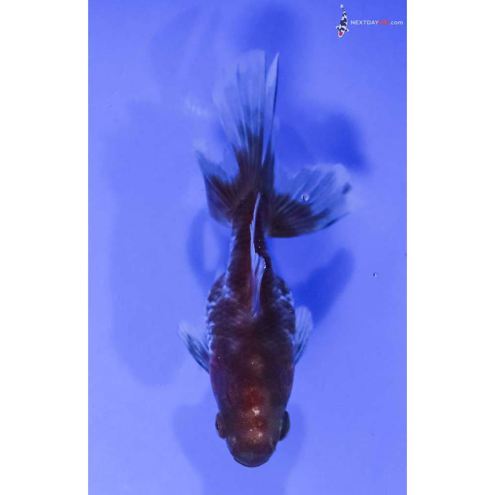 3.5” Imported Calico Ryukin