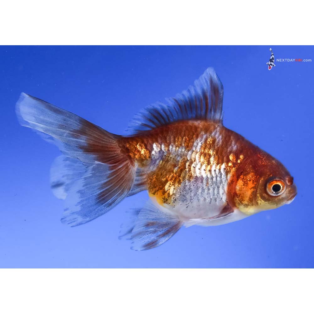 3.5” Imported Calico Ryukin