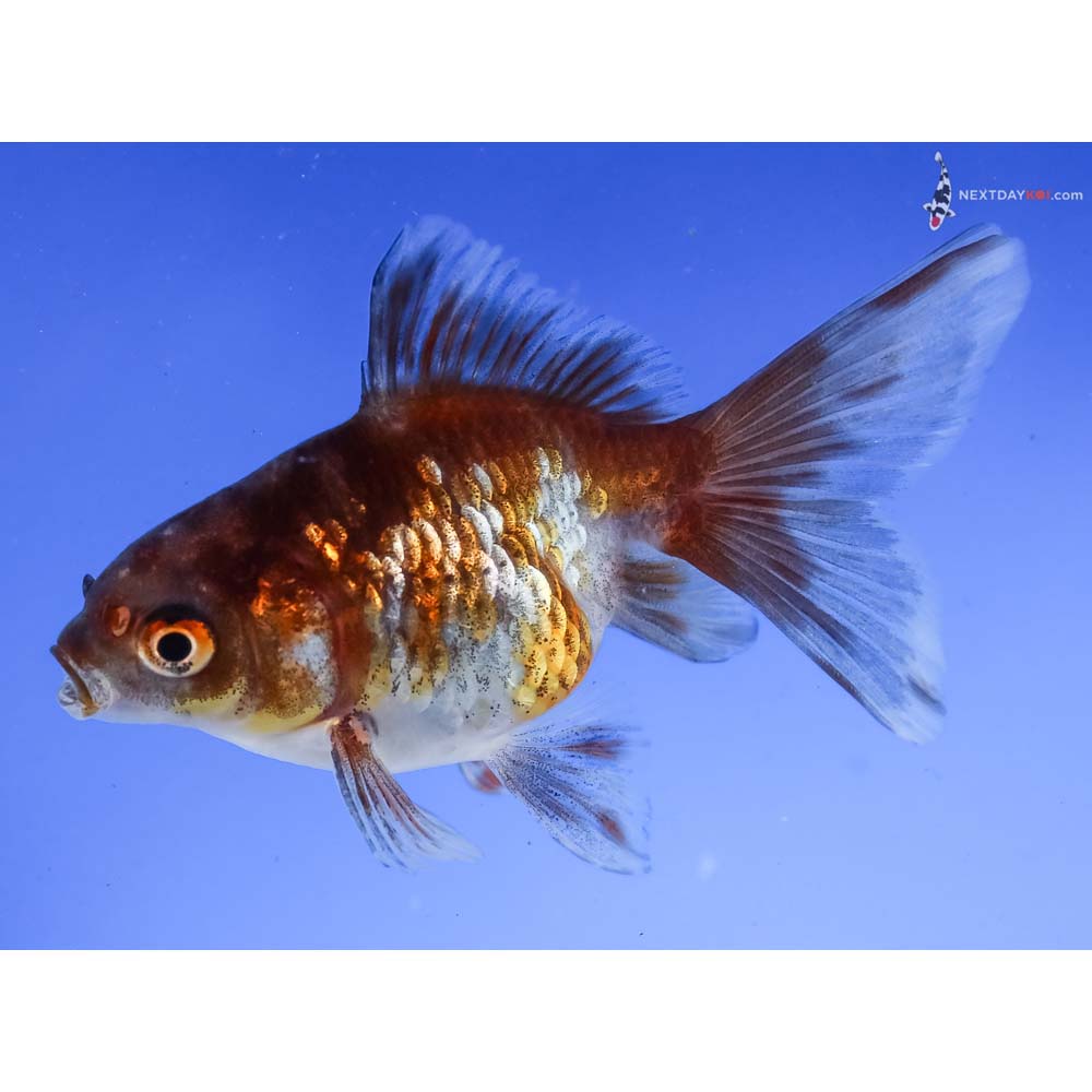 3.5” Imported Calico Ryukin