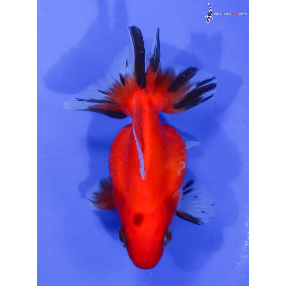 3.5” Imported Black and Red Ryukin