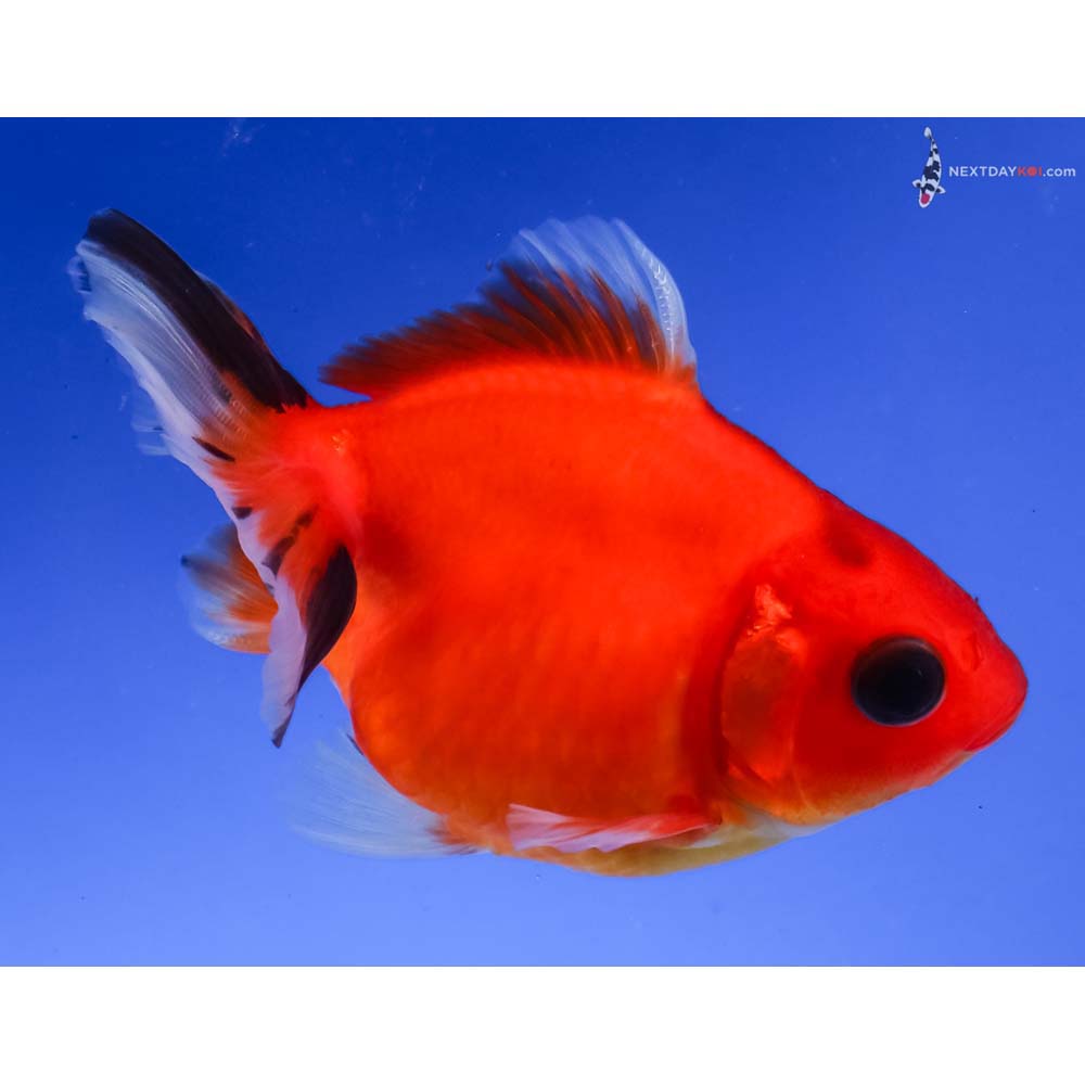 3.5” Imported Black and Red Ryukin