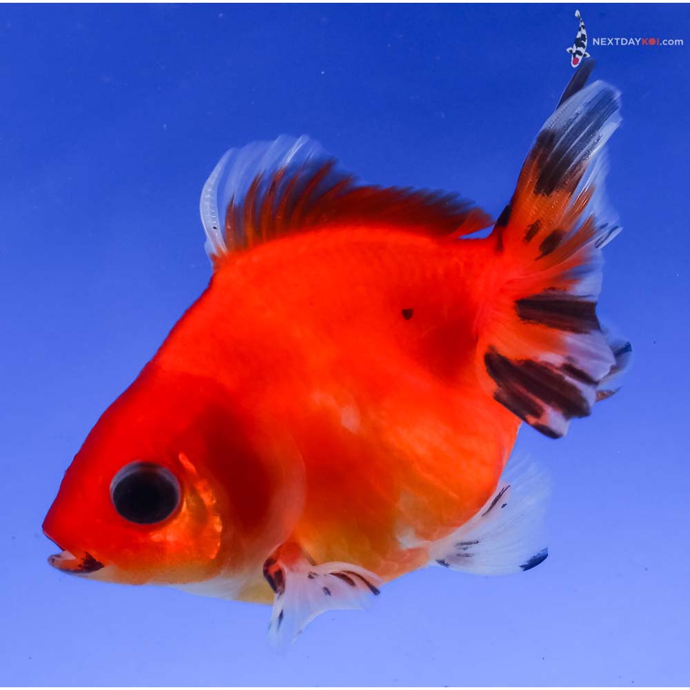 3.5” Imported Black and Red Ryukin