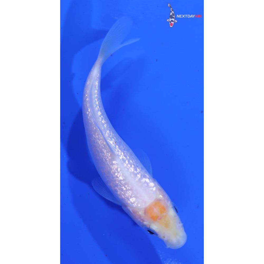 3” Imported Gin Rin Shiro Muji