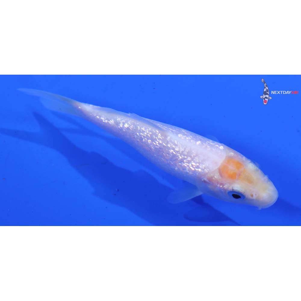 3” Imported Gin Rin Shiro Muji