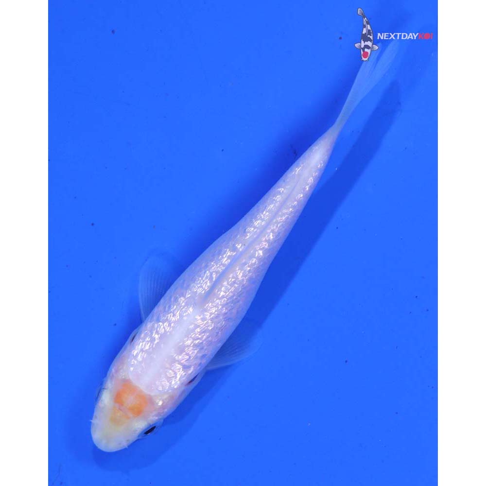 3” Imported Gin Rin Shiro Muji