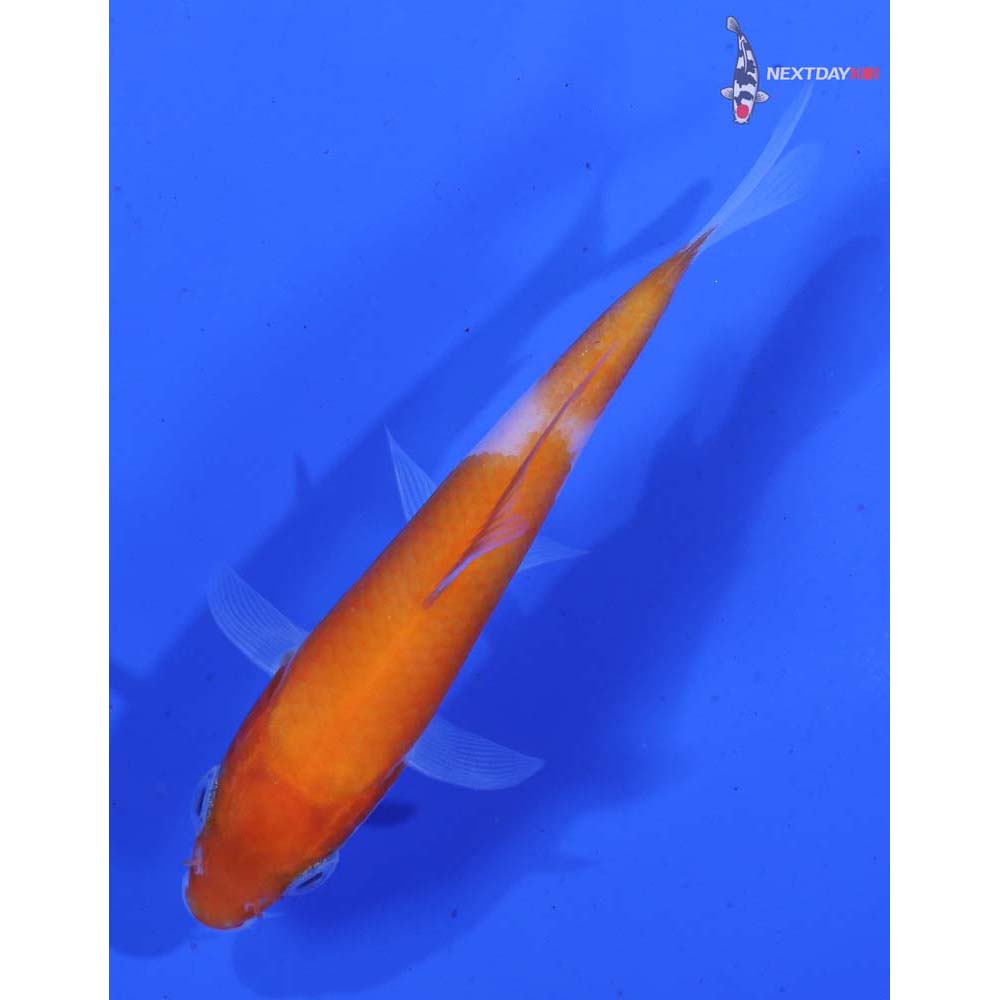 3” Imported Kohaku