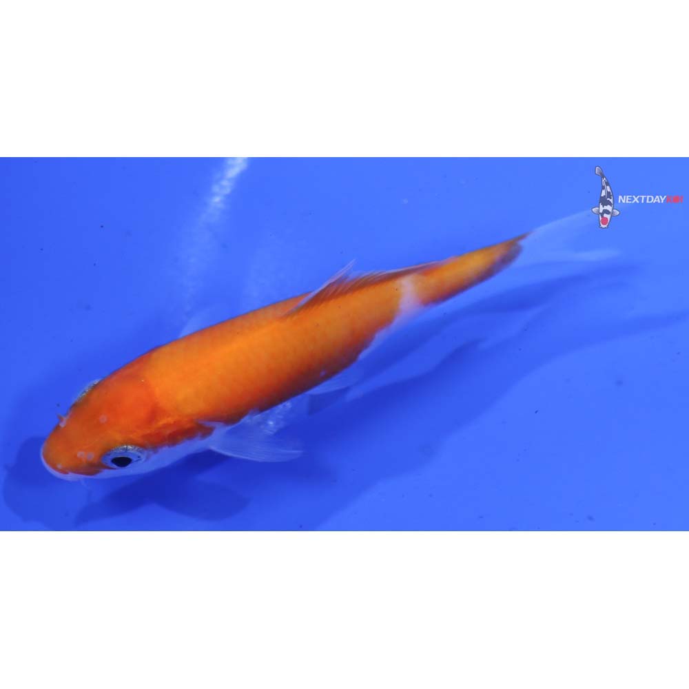 3” Imported Kohaku