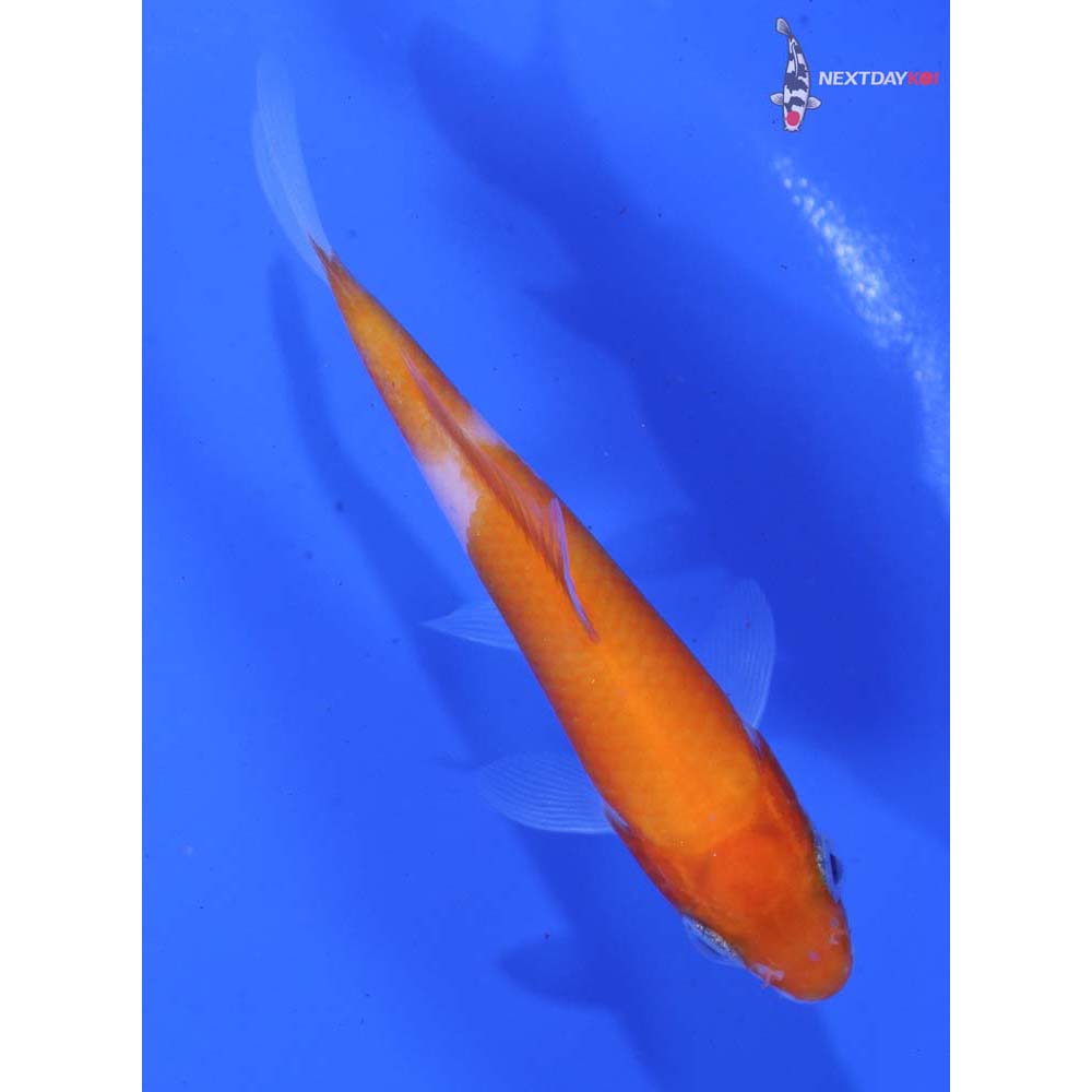 3” Imported Kohaku