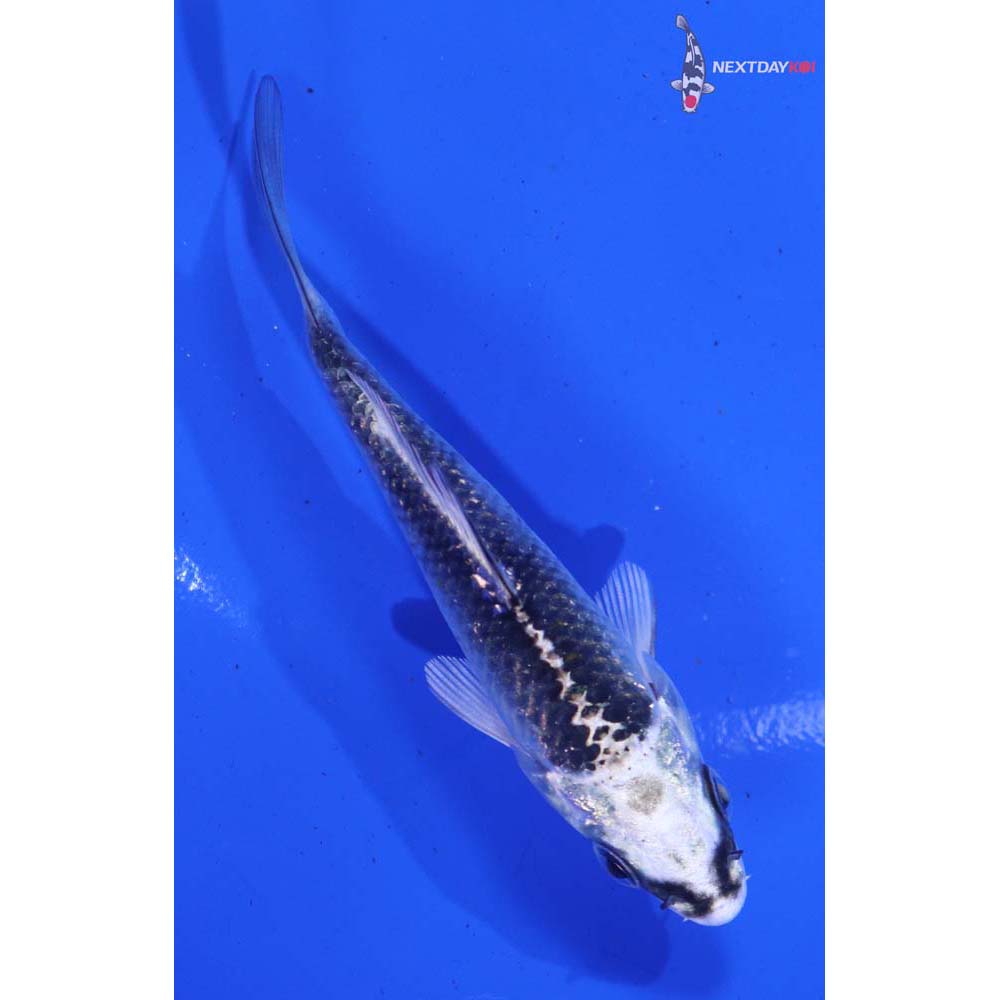 3” Imported Gin Matsuba