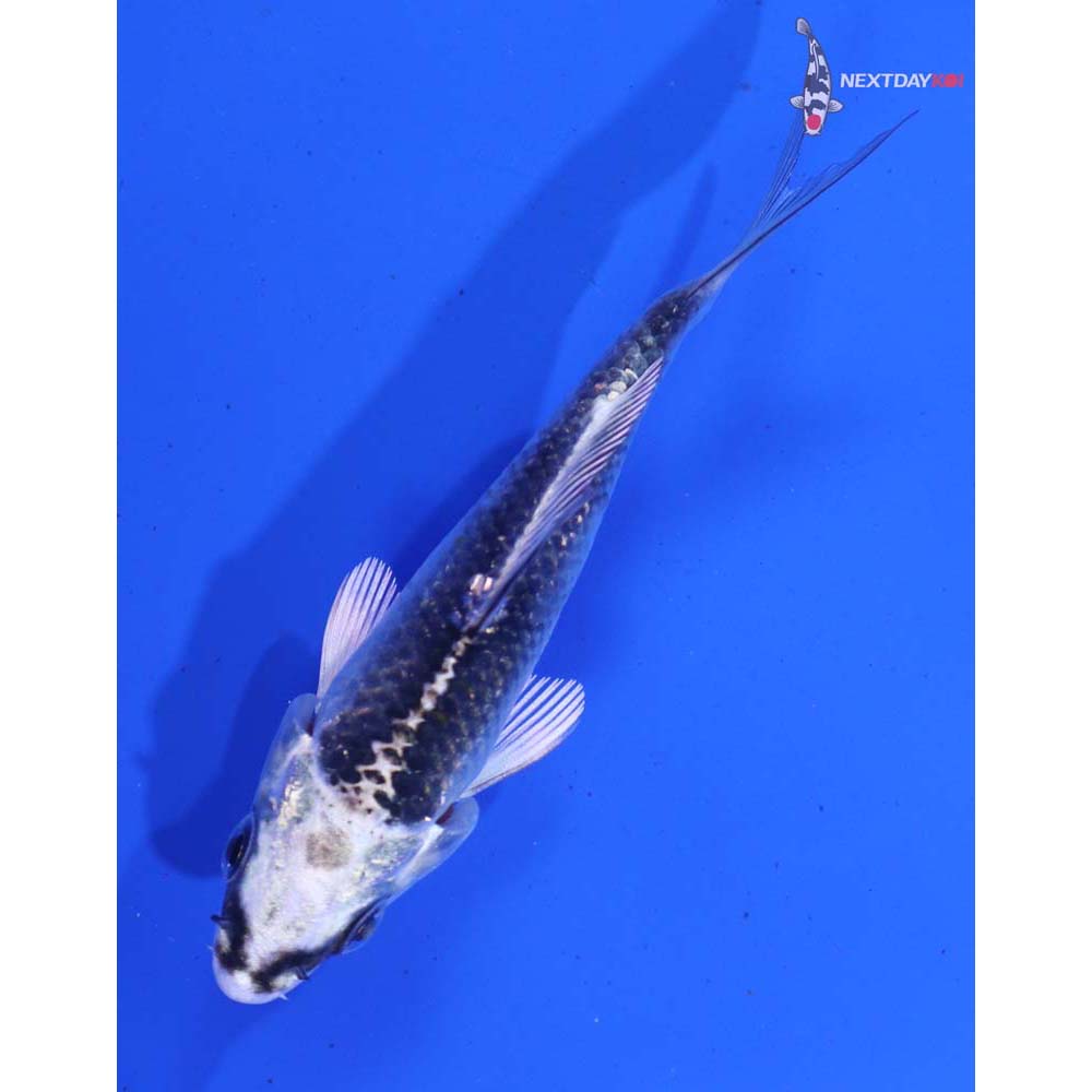 3” Imported Gin Matsuba