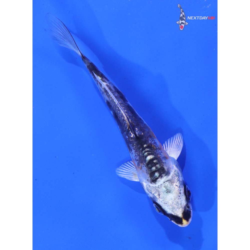 3” Imported Kin Kikokuryu