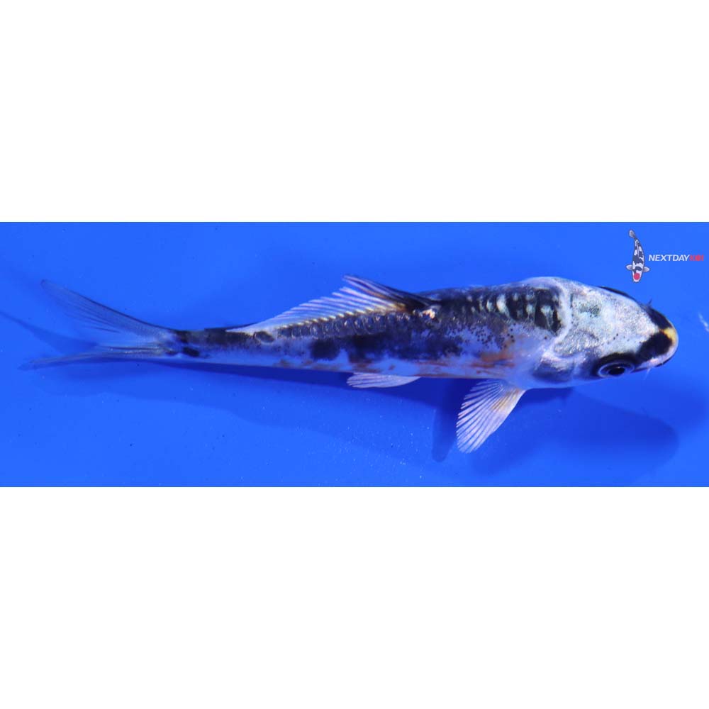 3” Imported Kin Kikokuryu