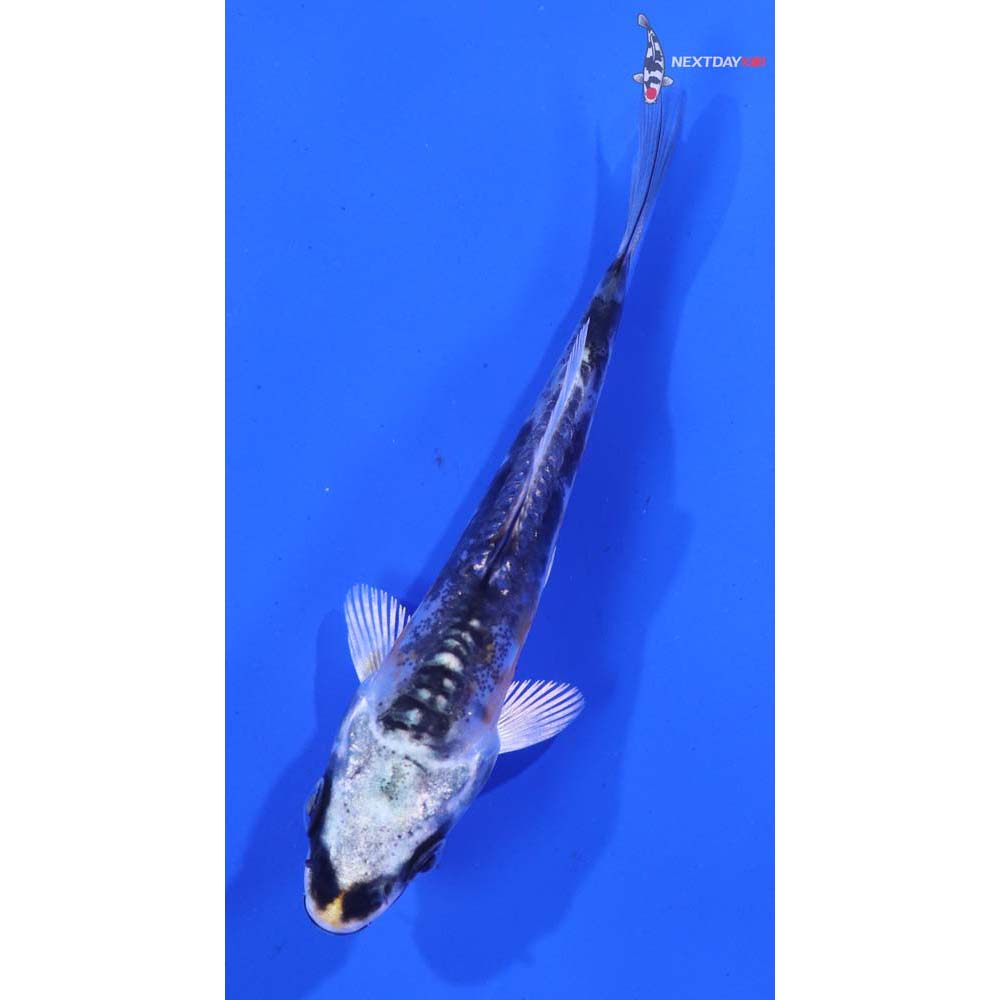 3” Imported Kin Kikokuryu