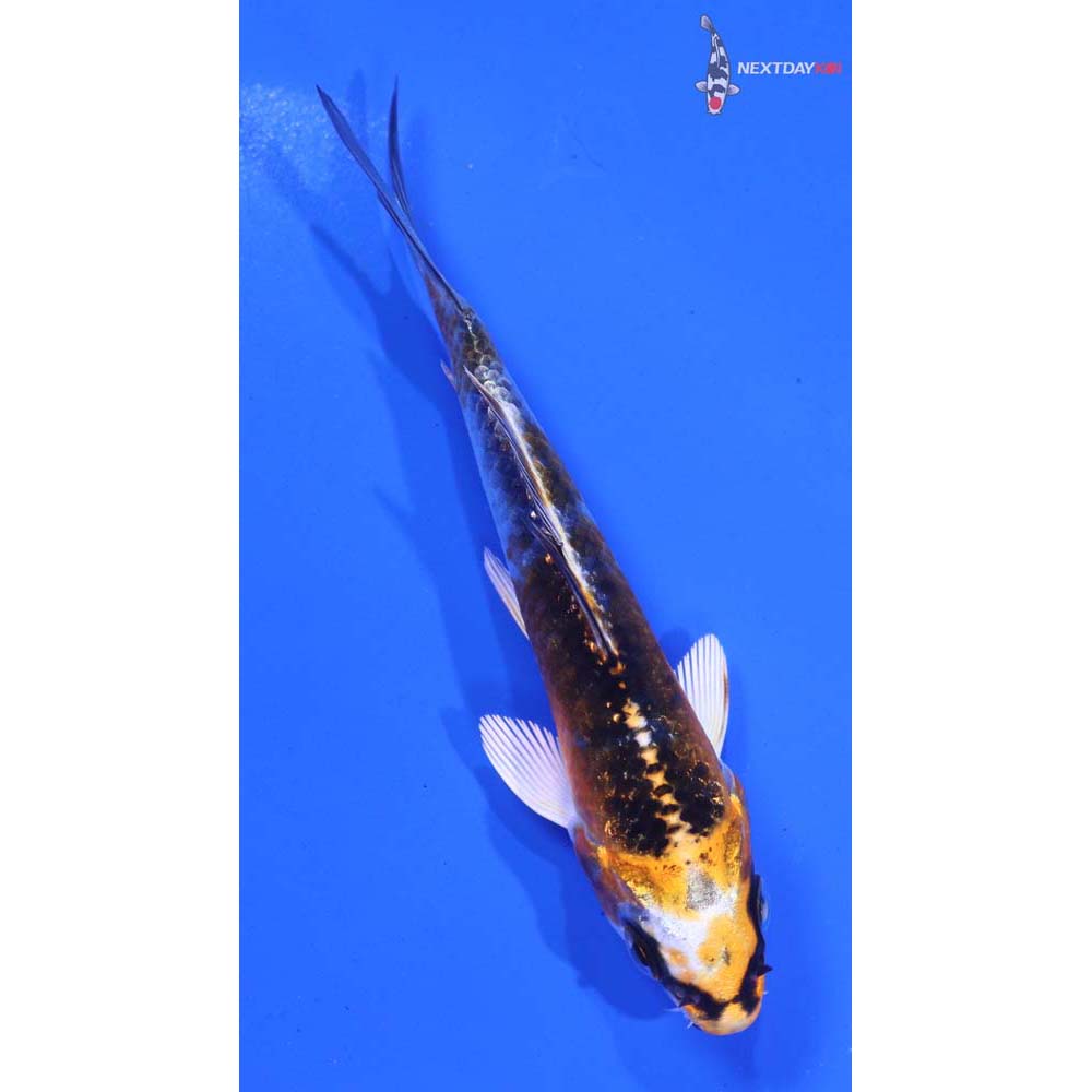 3.5” Imported Kujaku