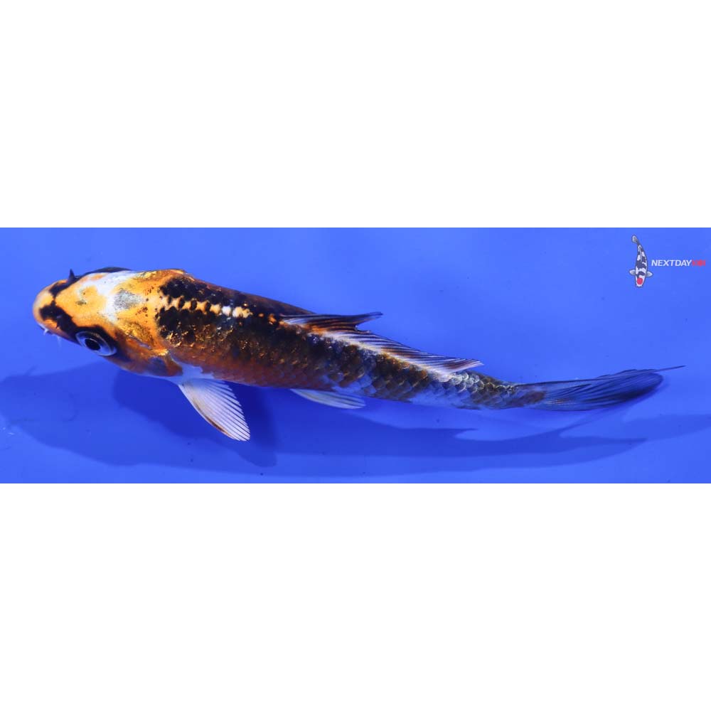 3.5” Imported Kujaku