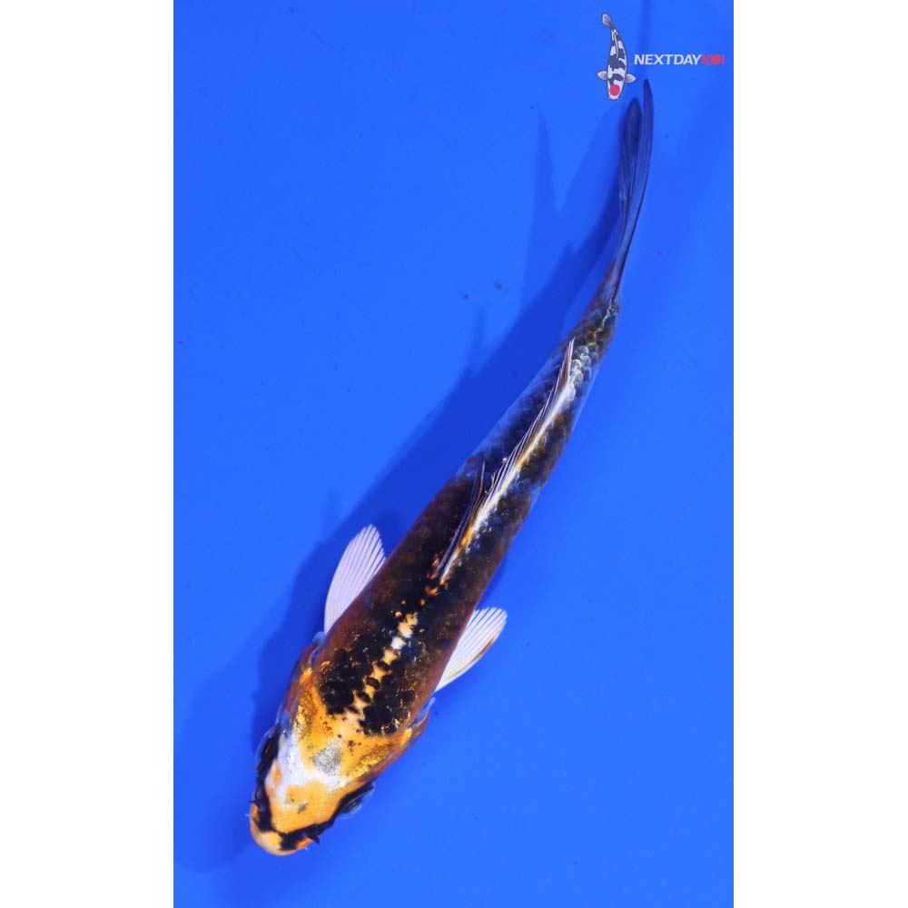 3.5” Imported Kujaku