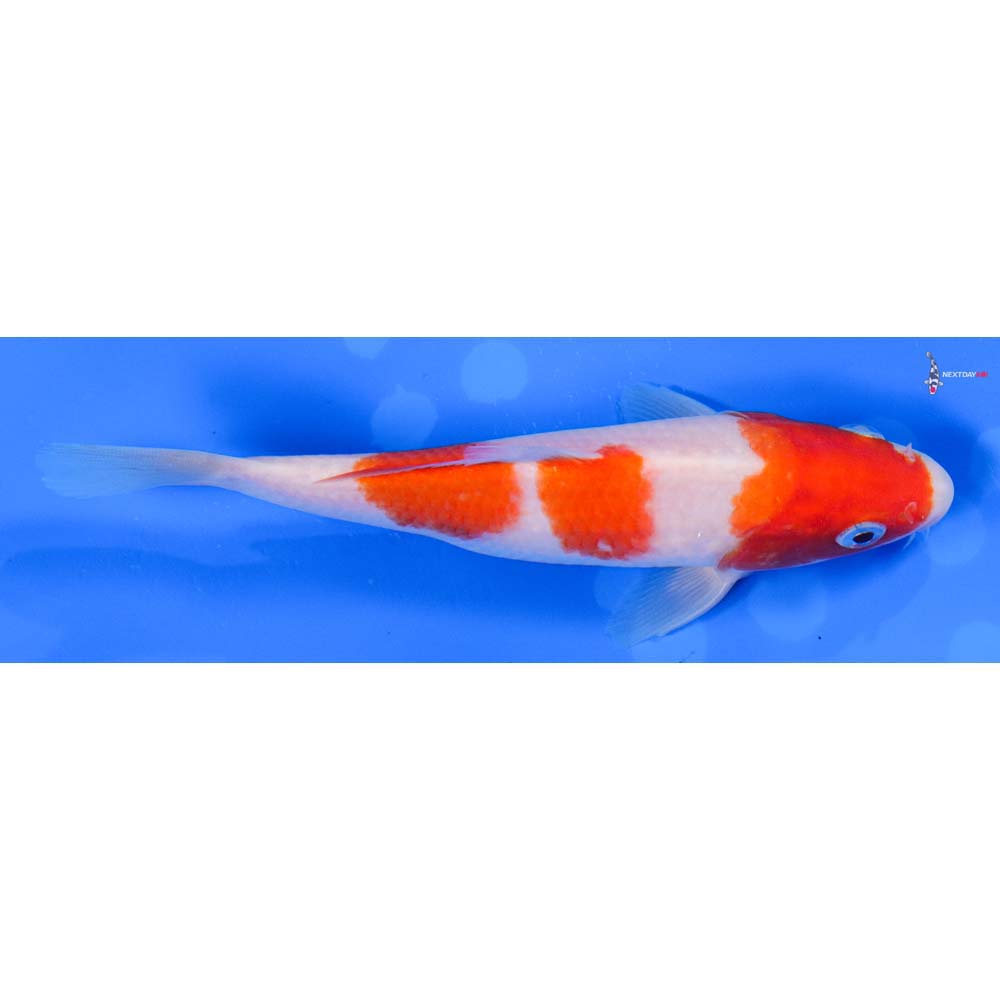 6” Imported Kohaku