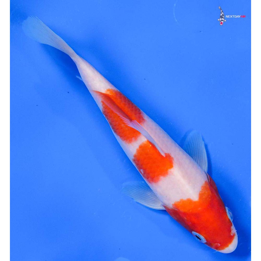 6” Imported Kohaku