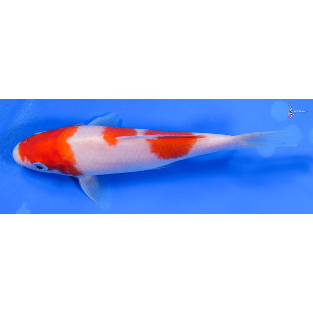 6” Imported Kohaku