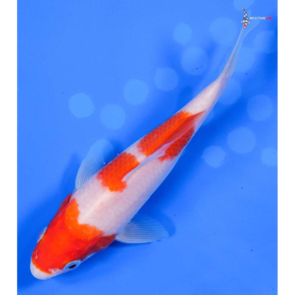 6” Imported Kohaku