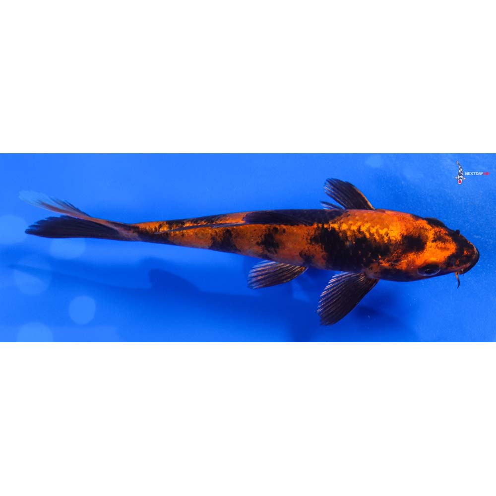 6” Imported Kin Hi Utsuri