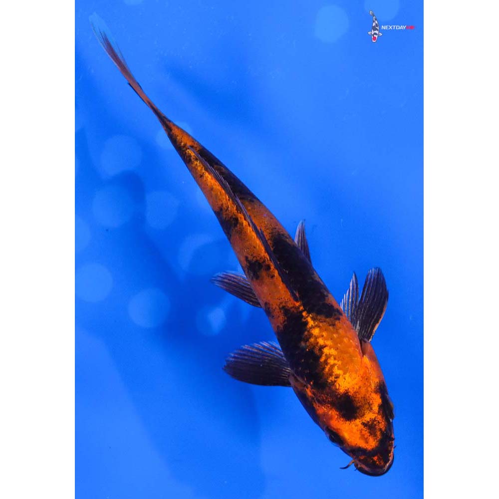 6” Imported Kin Hi Utsuri