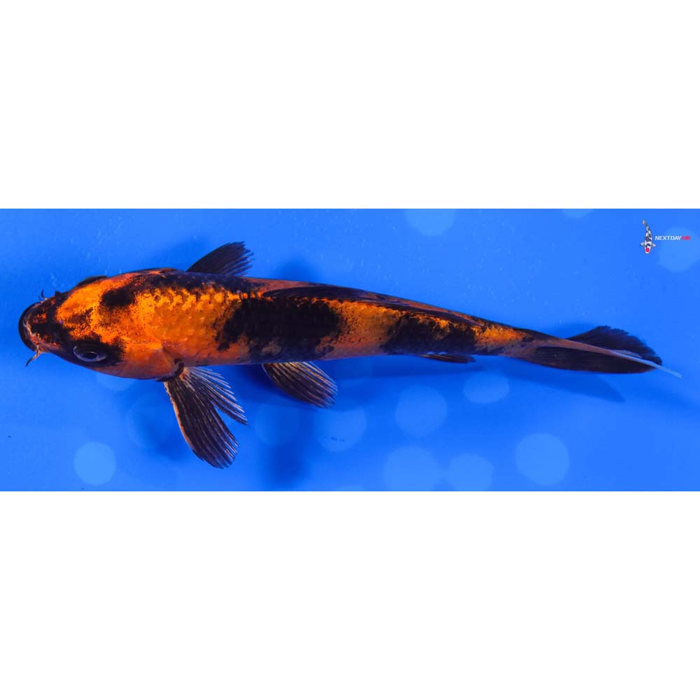 6” Imported Kin Hi Utsuri