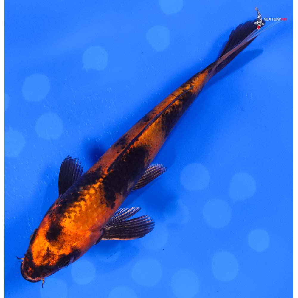 6” Imported Kin Hi Utsuri