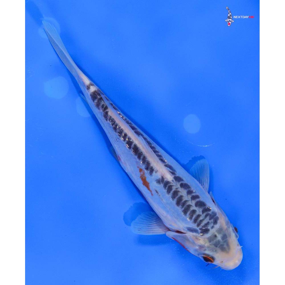 6” Imported Shusui