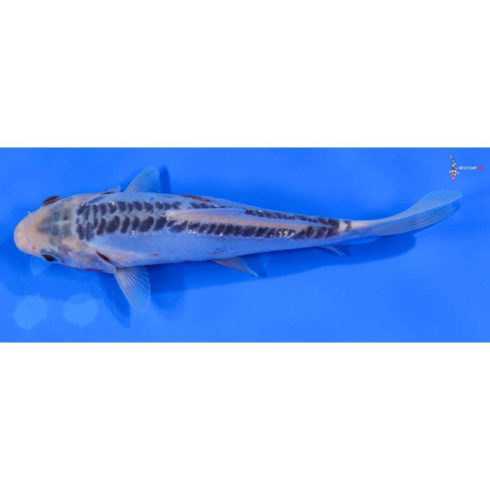 6” Imported Shusui