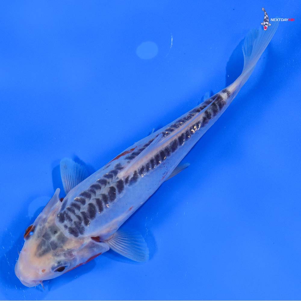 6” Imported Shusui