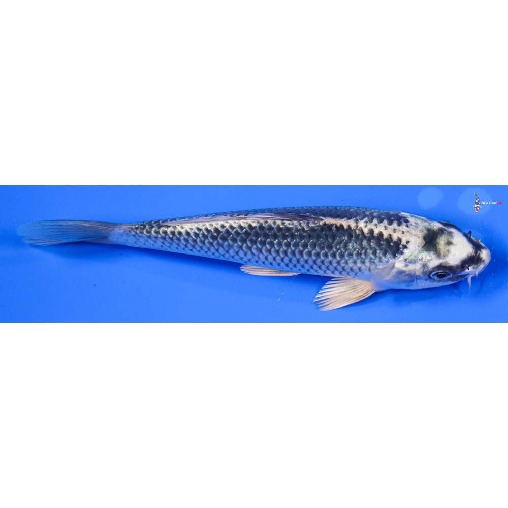 7” Imported Gin Matsuba