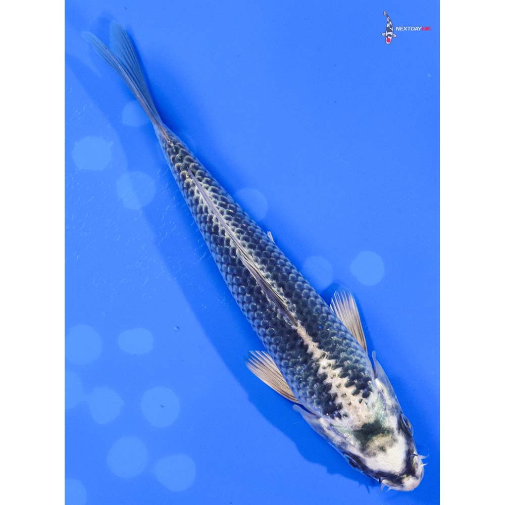 7” Imported Gin Matsuba