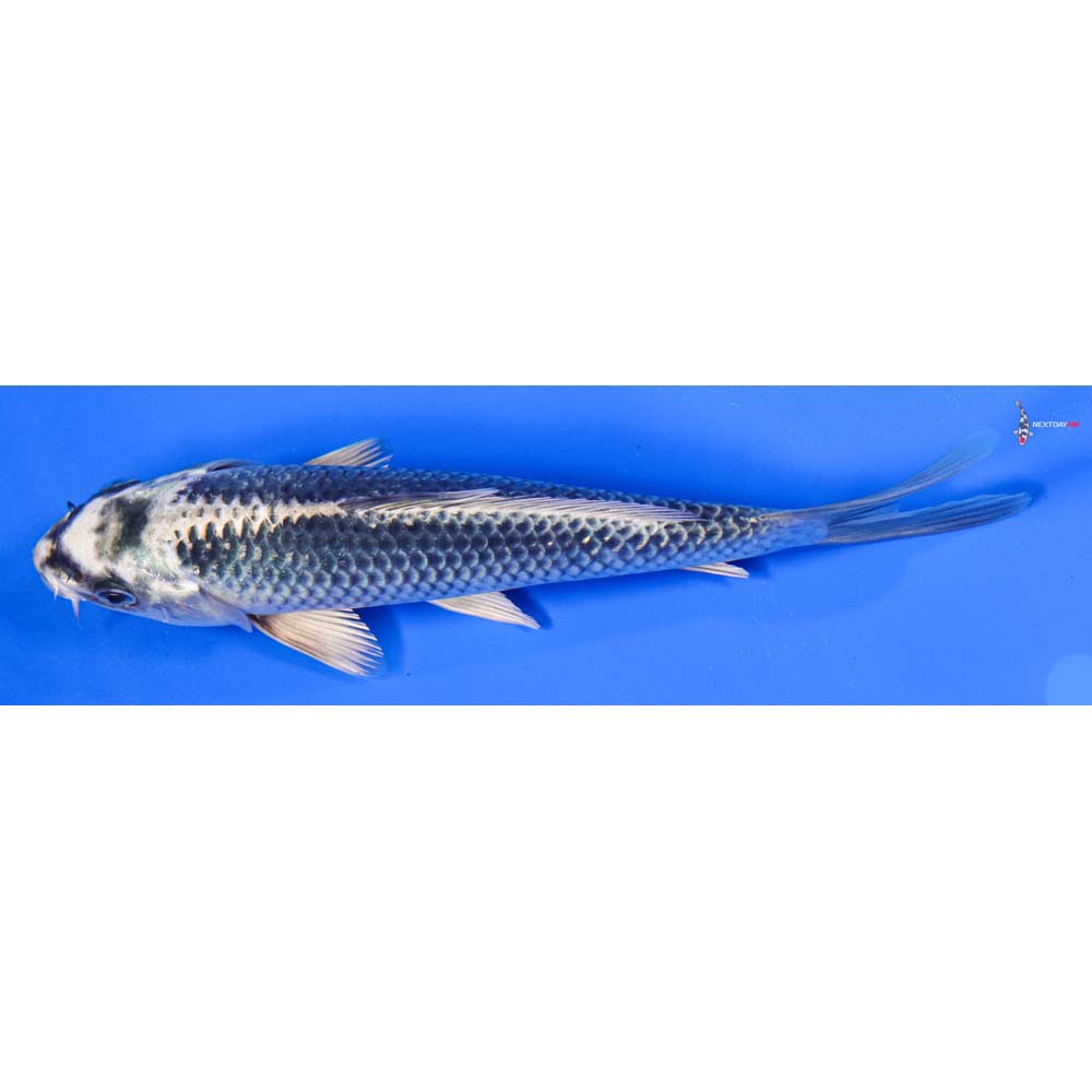 7” Imported Gin Matsuba