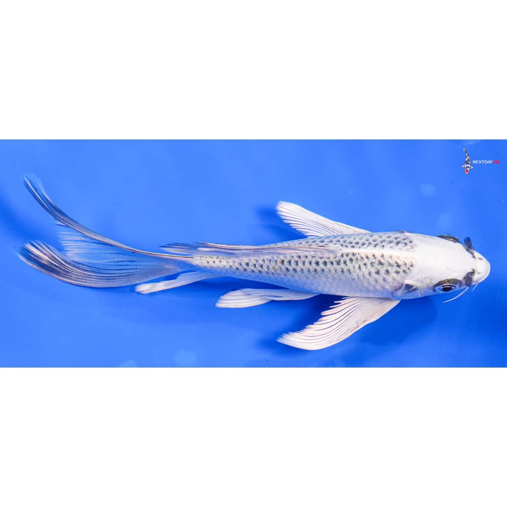 7” Imported Gin Matsuba Butterfly Koi