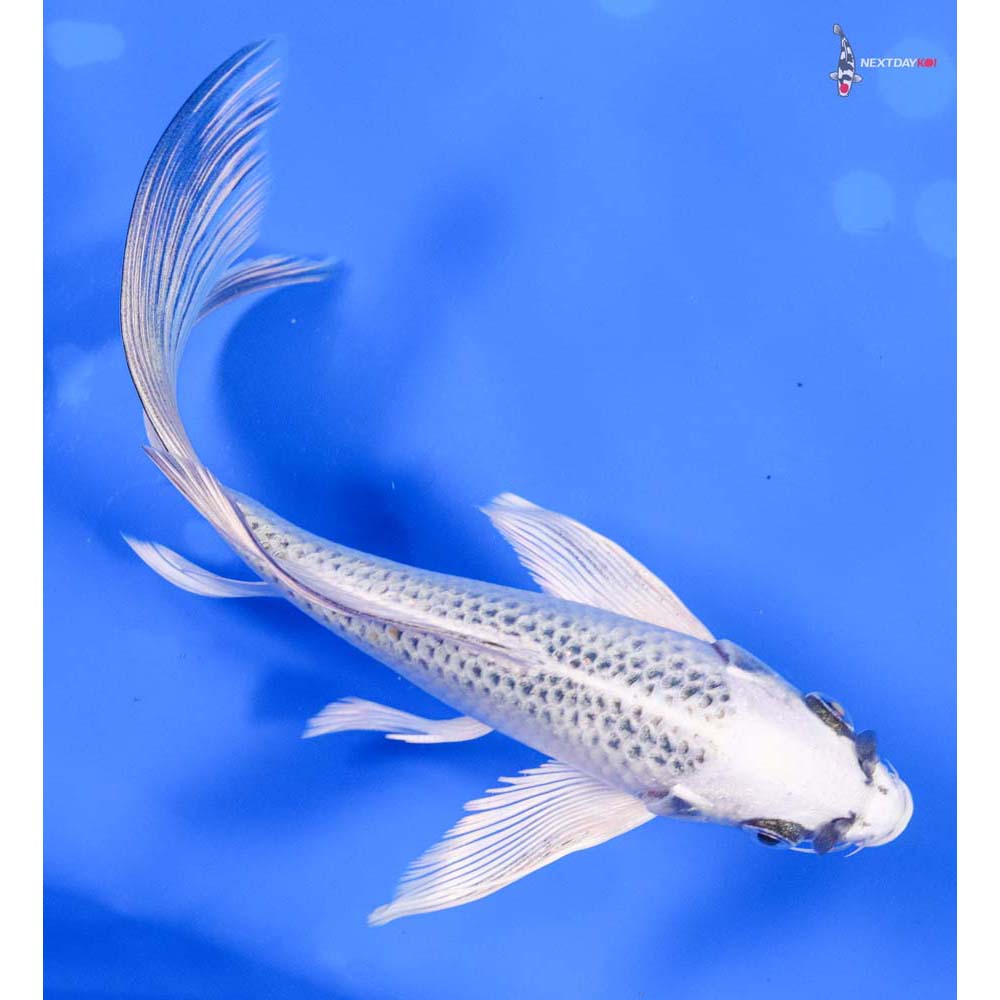 7” Imported Gin Matsuba Butterfly Koi