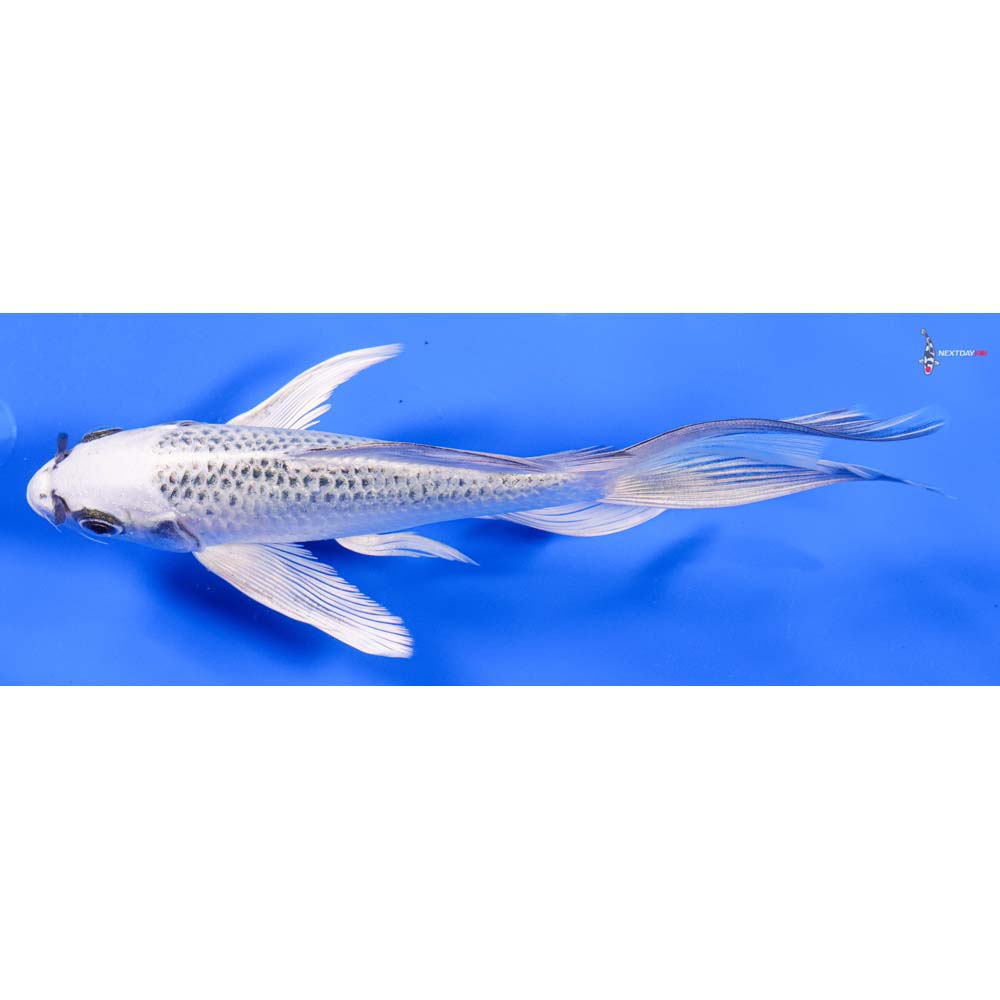 7” Imported Gin Matsuba Butterfly Koi