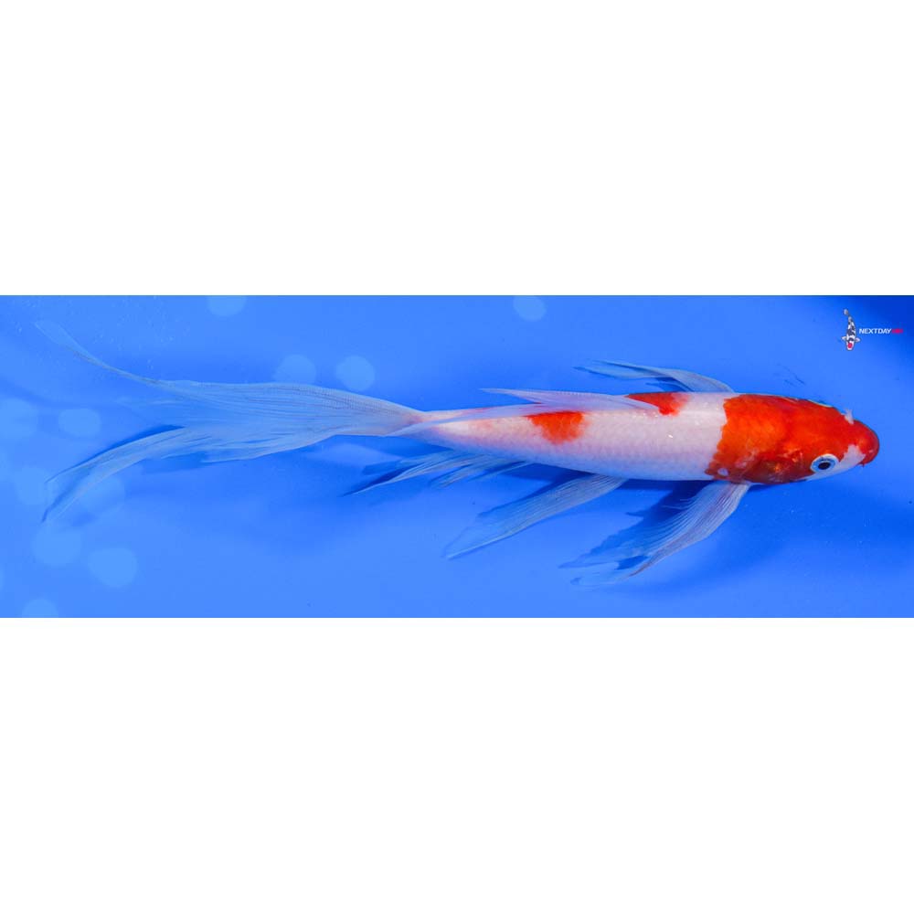 9” Imported Kohaku Butterfly Koi
