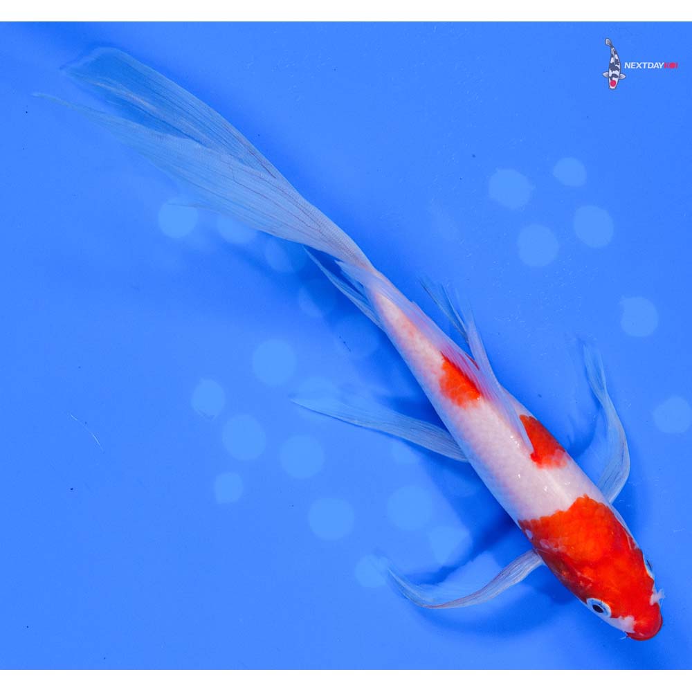 9” Imported Kohaku Butterfly Koi