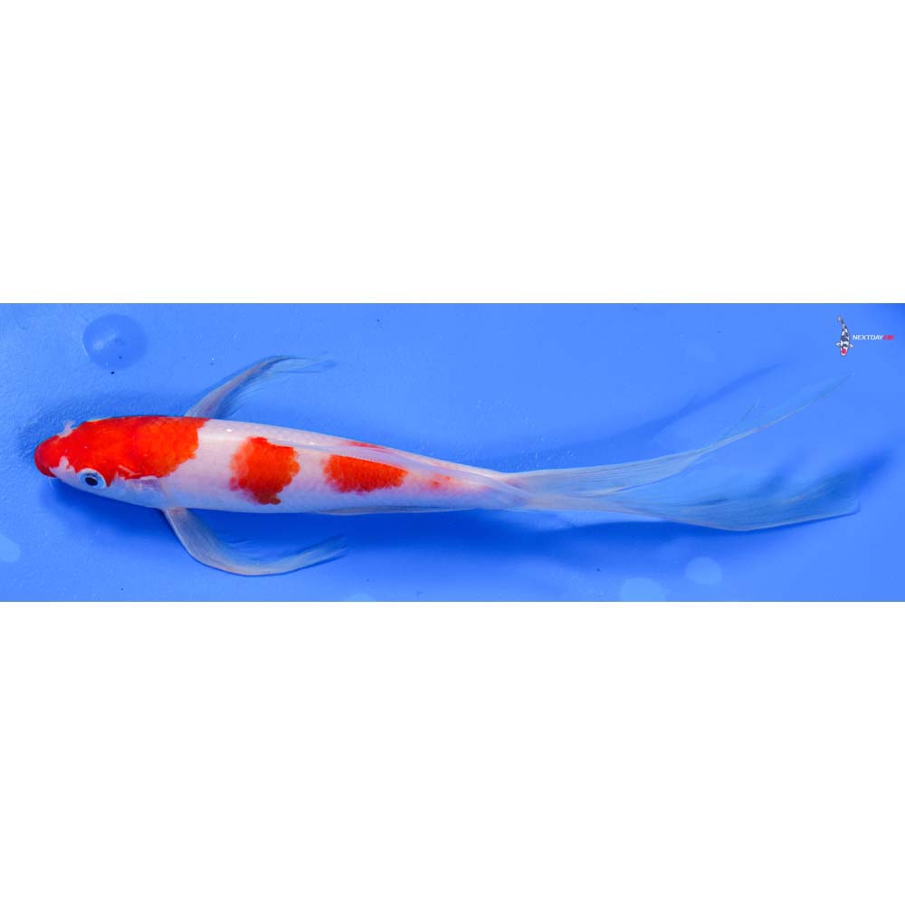 9” Imported Kohaku Butterfly Koi