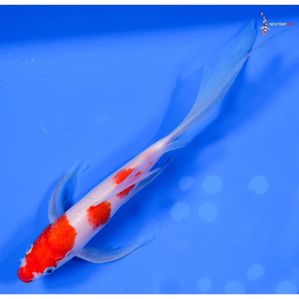 9” Imported Kohaku Butterfly Koi