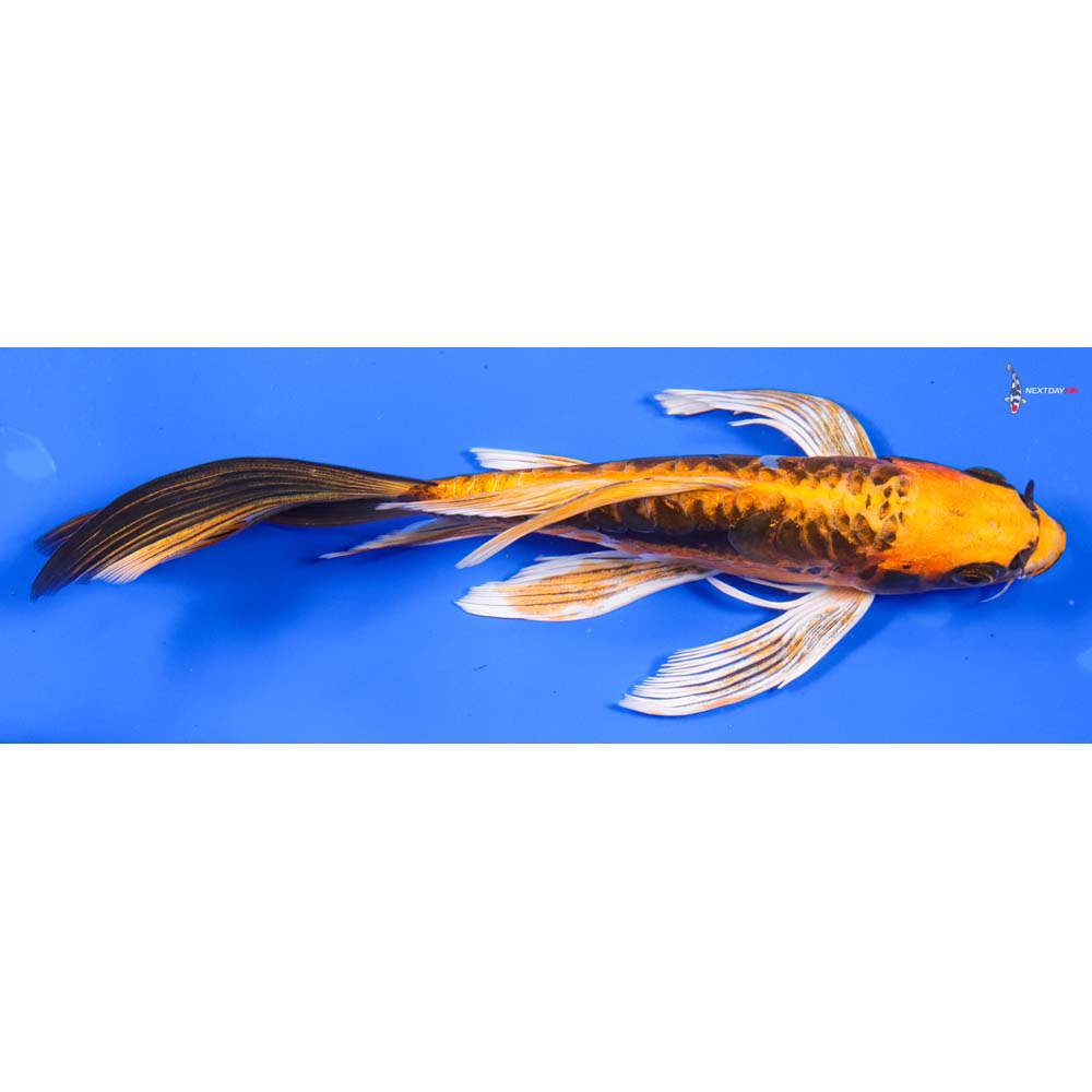 7.5” Imported Kin Kikokuryu Butterfly Koi