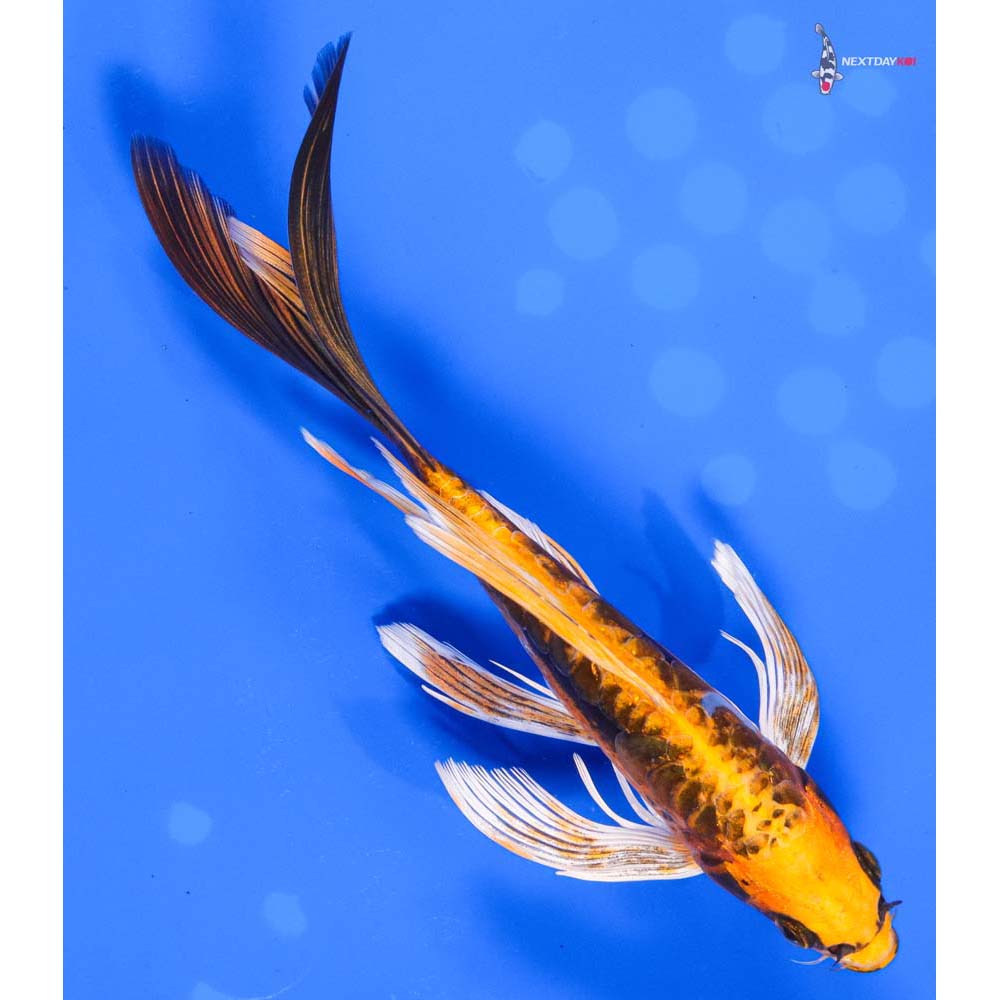 7.5” Imported Kin Kikokuryu Butterfly Koi