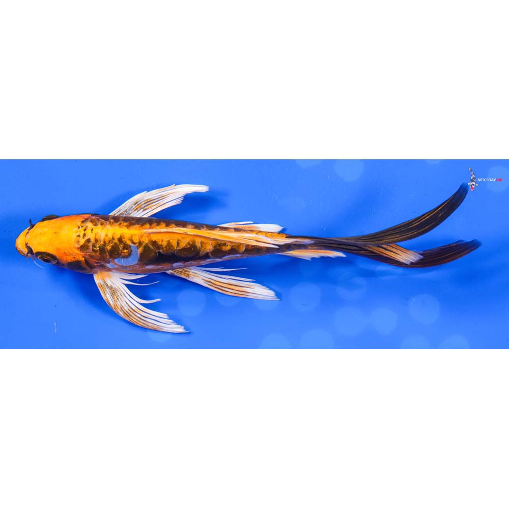 7.5” Imported Kin Kikokuryu Butterfly Koi