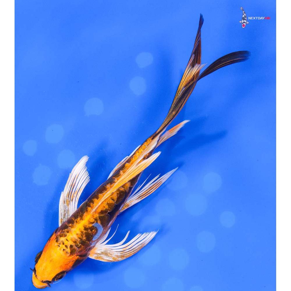7.5” Imported Kin Kikokuryu Butterfly Koi