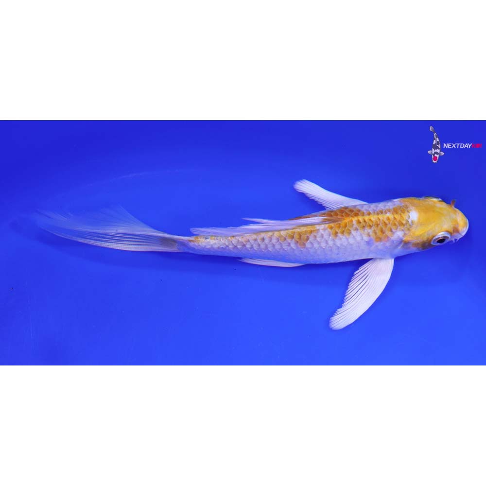 6.5” Imported Lemon Hariwake Butterfly Koi