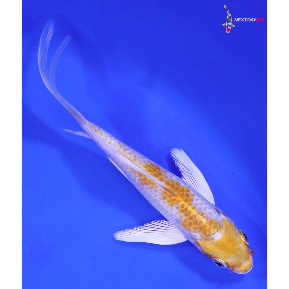 6.5” Imported Lemon Hariwake Butterfly Koi