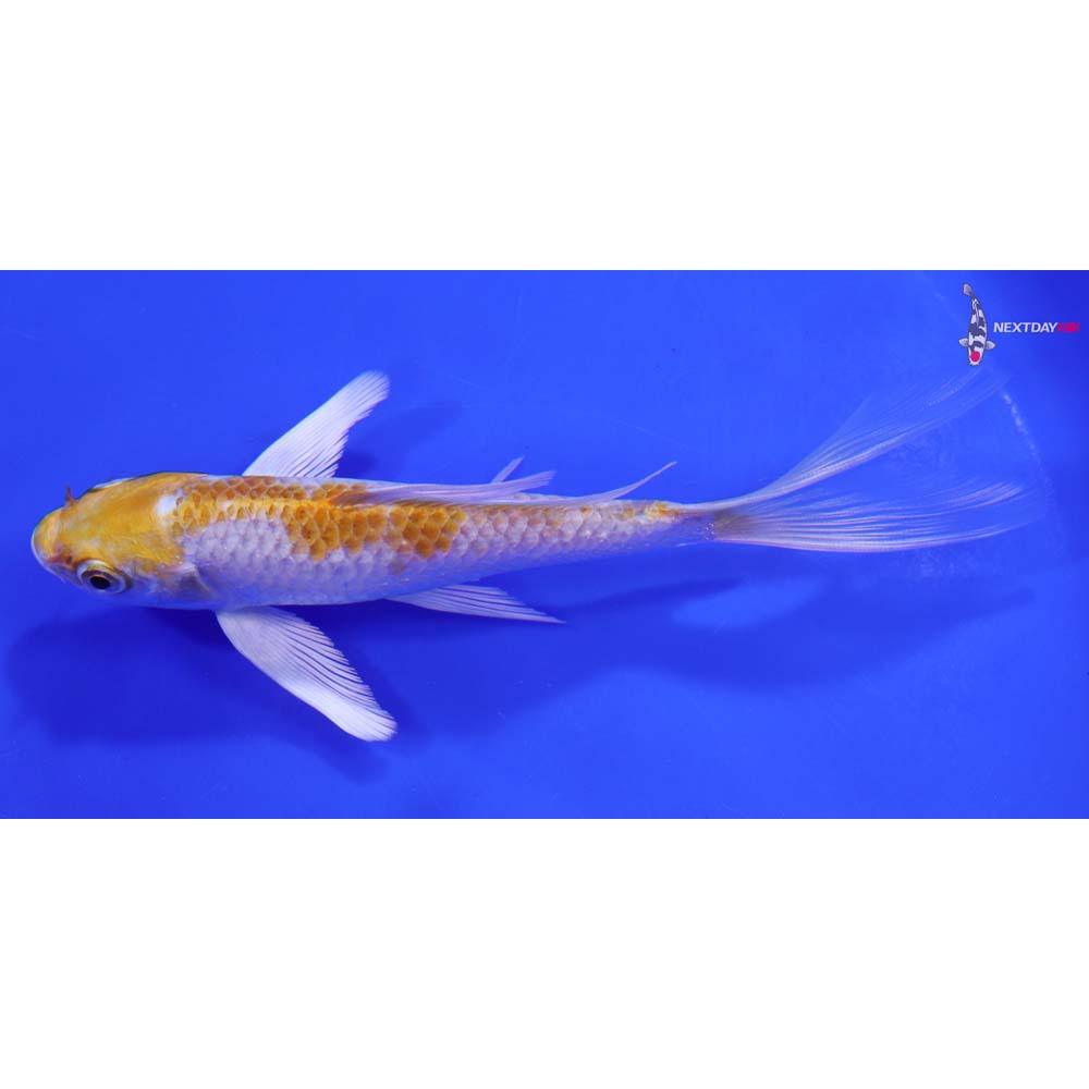 6.5” Imported Lemon Hariwake Butterfly Koi