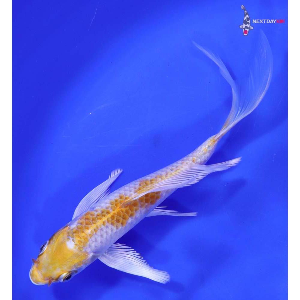 6.5” Imported Lemon Hariwake Butterfly Koi