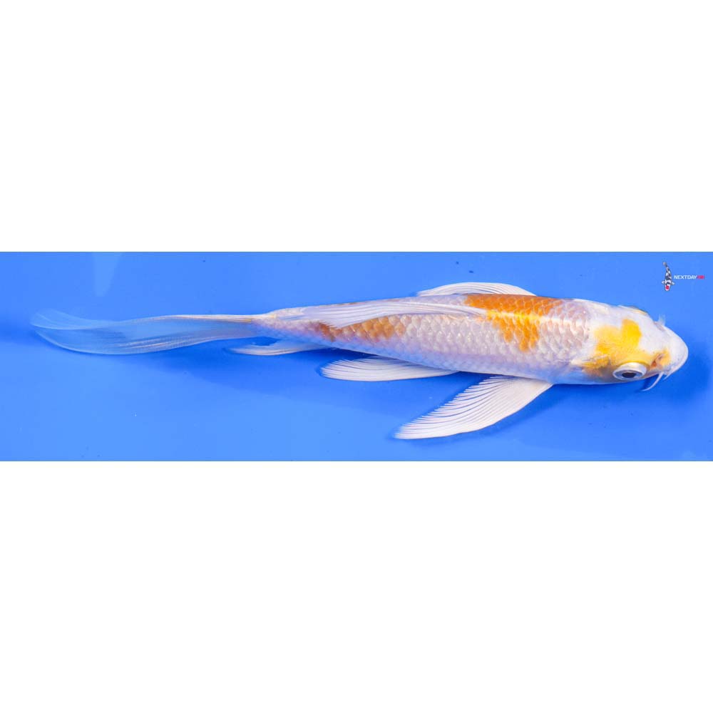 6” Imported Lemon Hariwake Butterfly Koi